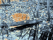 FALL 2009 ON THE SAUGEEN RIVER BY PAISELY, ONT