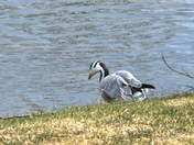 this is a bar-headed goose I saw in startford in the spring of 2010