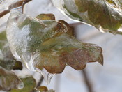 Water icy grip - Mont Royal, Montreal