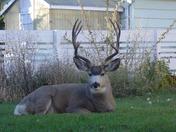 Backyard Buck