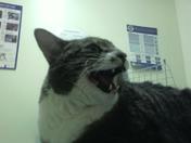 Buddy not happy at the vet clinic