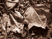 Lovers in a Dangerous Time