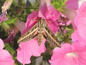 Humming Bird Moth on a Petunia