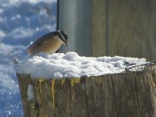 shaking off the snow