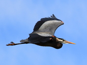 Great Blue Heron in flight