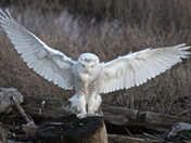 Snowy Owl in flight