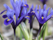 dutch iris