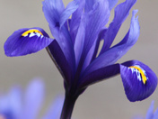 dutch iris
