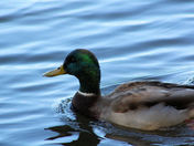 Mallard Duck