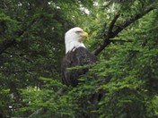 Tongass National Forest