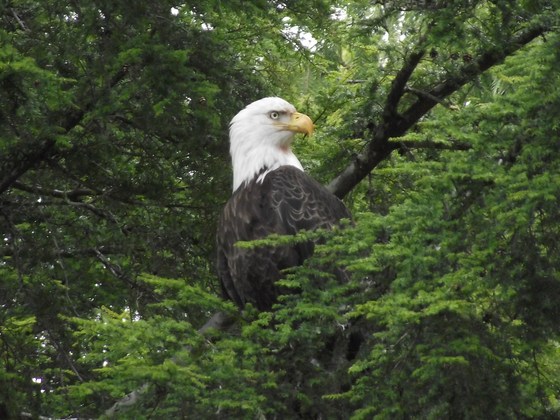 Tongass National Forest
