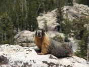 Yosemite National Park