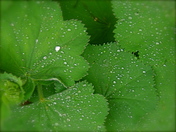 First Sign of Spring