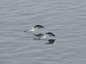 Synchronized Penguins
