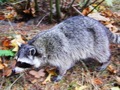 Wild Racoon.JPG