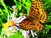 Butterfly on Flower.JPG