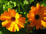 April Showers Bring May Flowers