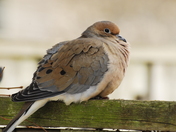 Mourning Dove