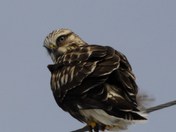 Hawk feb 2011 027.JPG
