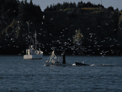 Coming in to Port, Grand Manan N.B.