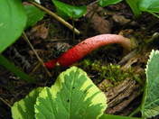 Strange fly attracting fungus