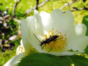 Stopping to dine in the roses
