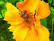 Patient garden spider