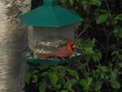 Cardinal 
