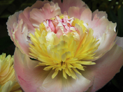 Sweet Peony
