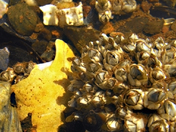 Barnacles 