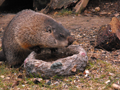 Ground hog