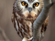 Wild Saw-Whet Owl