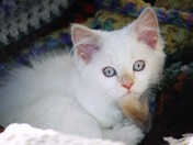 Scooch at age 5 months.jpg