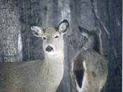 Double Take Deer!.jpg