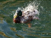 Mallard Kal. Lake
