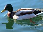 Mallard Kalamalka Lake