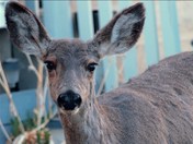 Deer on my Driveway