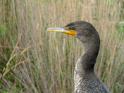 Everglades National Park