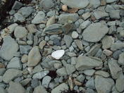 A clam of Clam Harbour