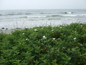 Roses grow by the Atlantic