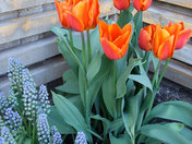 Tulips and grape hyacinths
