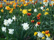 Spring blooms outside the Killam Library, Dalhousie University