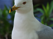 Seagull waiting for handouts at park