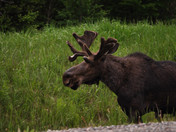 Bull moose on side of highway