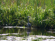Heron on the water