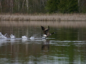 Waterfowl