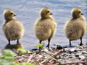 Three Baby Geese