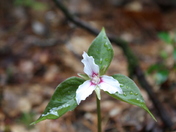 Painted Trillium
