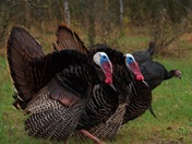 Wild Turkeys