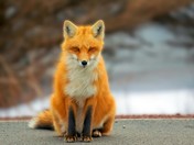 fox_edited-1.jpg